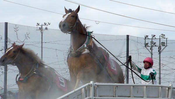 ばんえい競馬