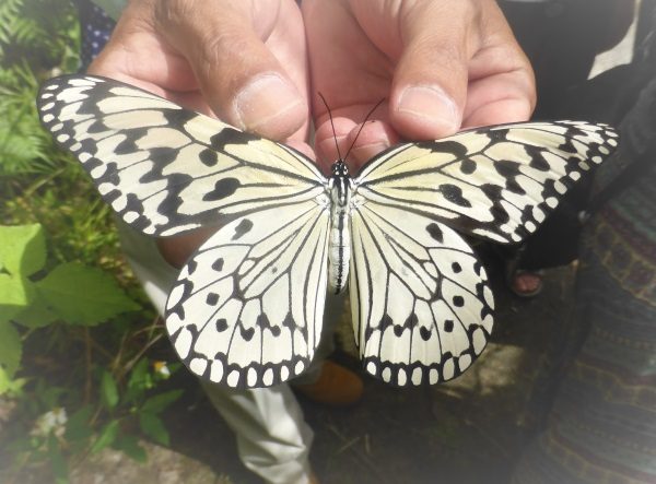 石垣島バンナ公園セグウェイ
